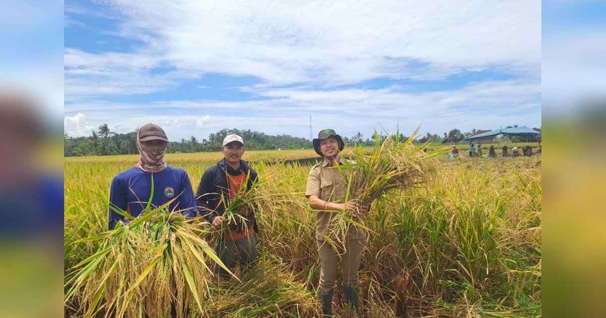 Petani Lebak Ditargetkan Panen 4 Kali Setahun, Dongkrak Produksi Beras Nasional