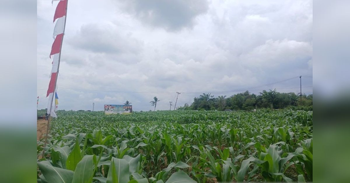 Produksi Jagung Jambi Melonjak Tajam di 2024: BPS Catat Kenaikan Signifikan