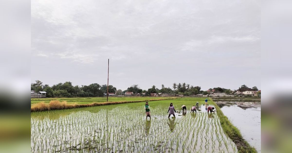 NTB Klasterisasi Lahan Pertanian: Optimalkan Potensi Desa, Tingkatkan Produktivitas