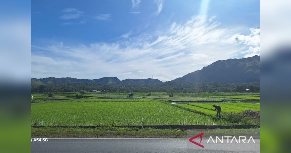 Optimalkan Rapat Turun Sawah, Aceh Besar Pacu Produktivitas Padi