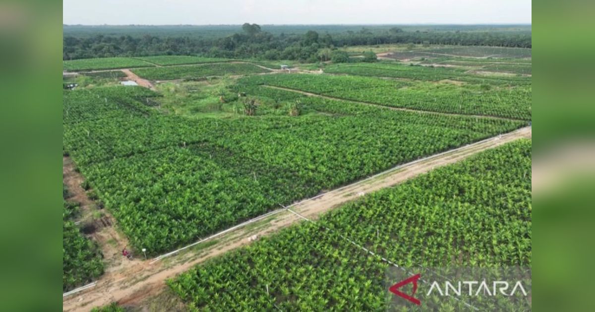PTPN IV Riau Siapkan 800 Ribu Bibit Sawit Unggul untuk PSR 2025