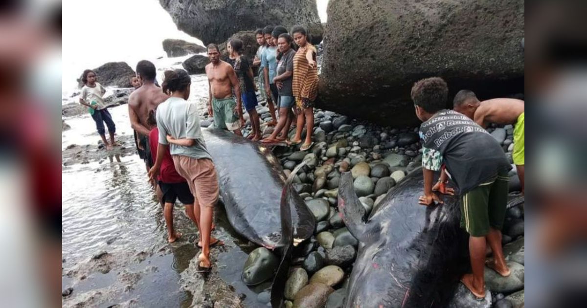 Lima Mamalia Laut Terdampar di NTT Selama Empat Bulan Pertama 2025