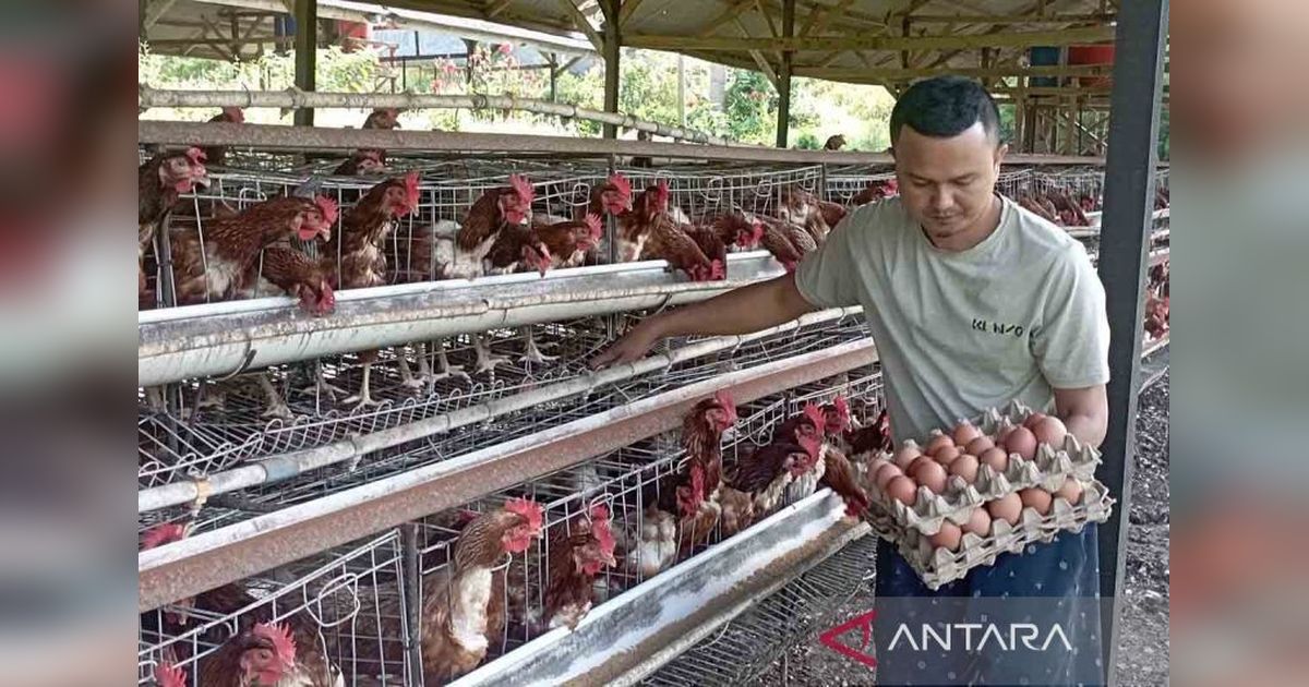Antusiasme Tinggi! 863 Pemuda Aceh Daftar Kader Muda Peternakan
