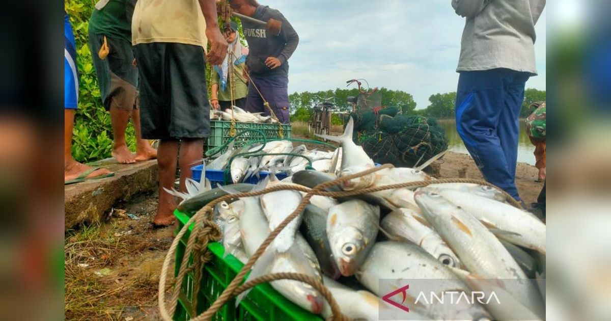 Produksi Perikanan Cirebon Tembus 44 Ribu Ton di 2024: Potensi Besar, Strategi Jitu!