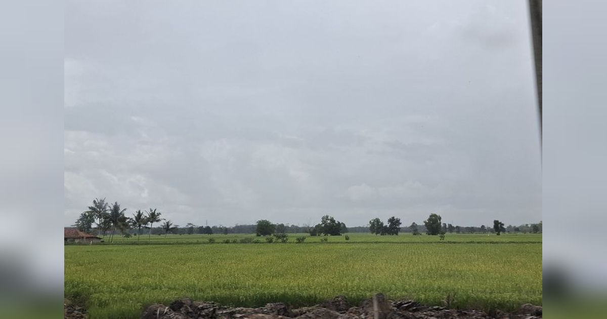 Lampung Bidik Produksi Padi 3,5 Juta Ton GKG di 2025: Siap Dongkrak Ketahanan Pangan Nasional?