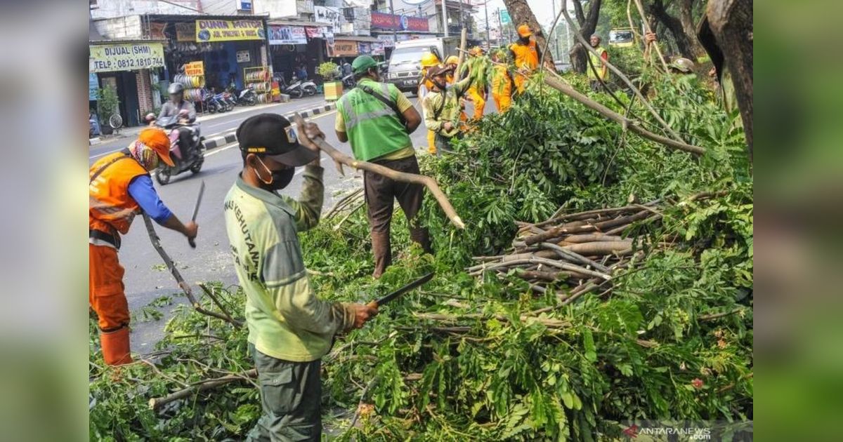 63 Pohon di Pasar Minggu Dipangkas Antisipasi Tumbang, Warga Apresiasi!