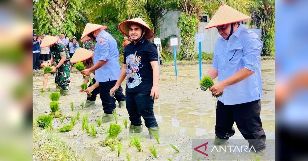Nagan Raya Targetkan Produksi Gabah 3.500 Ton di Kecamatan Kuala