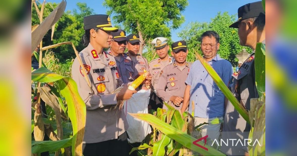 Polisi dan Warga Gilimanuk Panen Jagung 3 Kuintal di Lahan Tidur