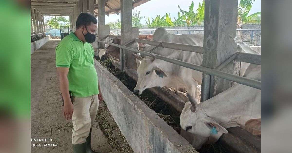 Pemkab Lebak Jamin Kesehatan Hewan Kurban Idul Adha 2025