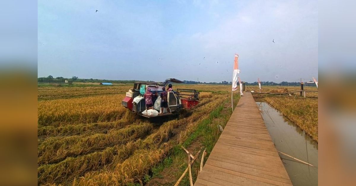 Sukses Panen Perdana Padi Biosalin: 116 Ton Gabah Kering Panen di Semarang