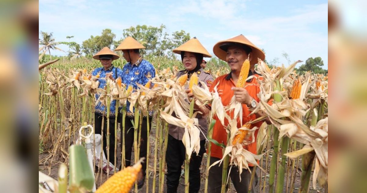 Petani Bantul Panen Raya Jagung Perdana di Lahan Non-Sawah: Hasilnya Memuaskan!
