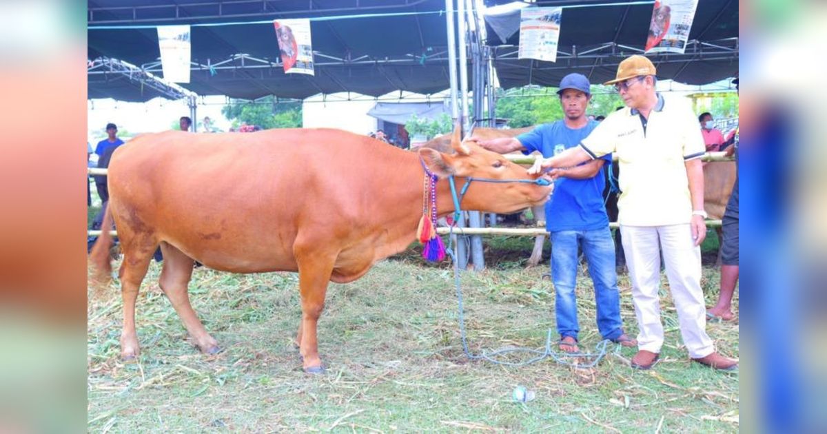 12 Ribu Sapi Dompu Kirim ke Jabodetabek Jelang Idul Adha, Pastikan Stok Daging Aman!