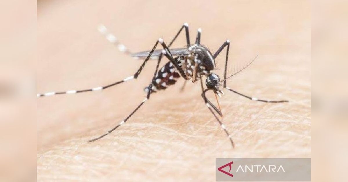 Dinkes Tangerang Ajak Warga Aktif Cegah Malaria: Ancaman Fatal Jika Terlambat Ditangani
