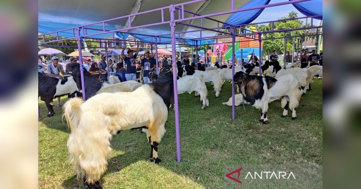 Pameran Kambing dan Domba Unggul di Kudus: Dorong Penjualan dan Teknologi Peternakan