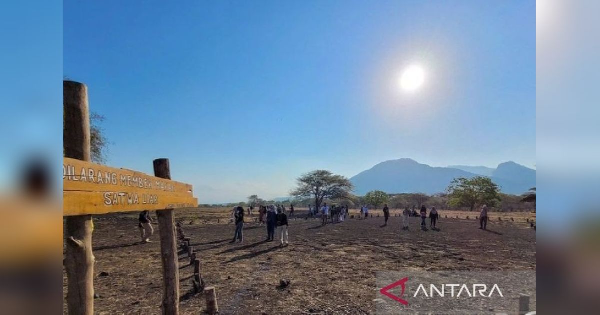 Situbondo Kehilangan Pendapatan dari TN Baluran, Desa Wisata Kebangsaan Wonorejo Terdampak?