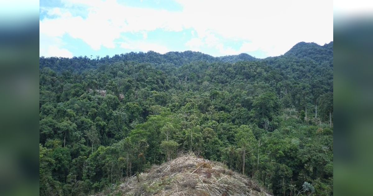 Lahan Tumpang Tindih Ancam Program Folu Net Sink 2030 di Bengkulu