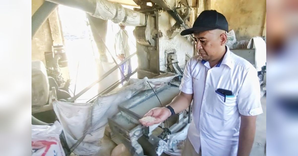 Hujan Lebat Jadi Hambatan Pascapanen, Bulog Kotim Siap Serap Gabah Petani