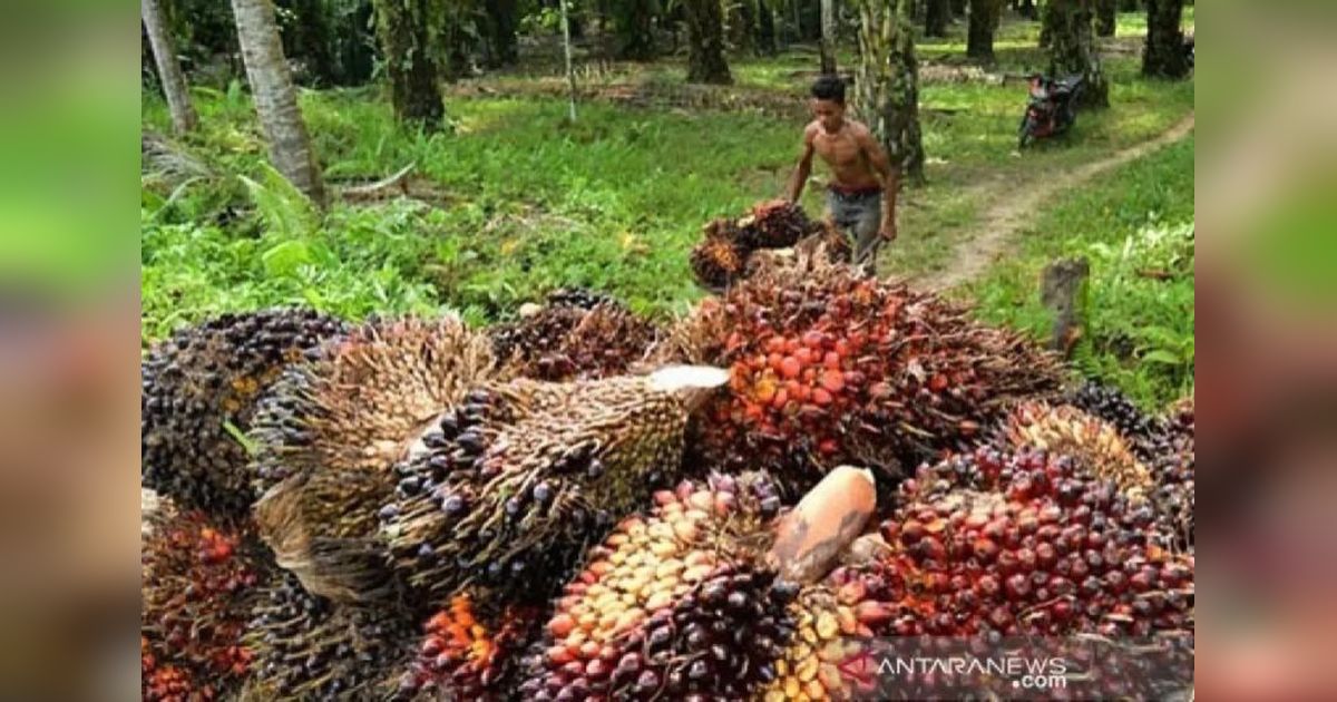 Industri Sawit Kuatkan Ekonomi RI, Peneliti UI Tekankan Kepastian Hukum
