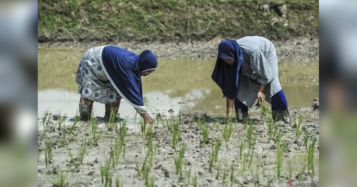 Indonesia Menuju Kemandirian Pangan: Swasembada Beras dan Tantangan ke Depan