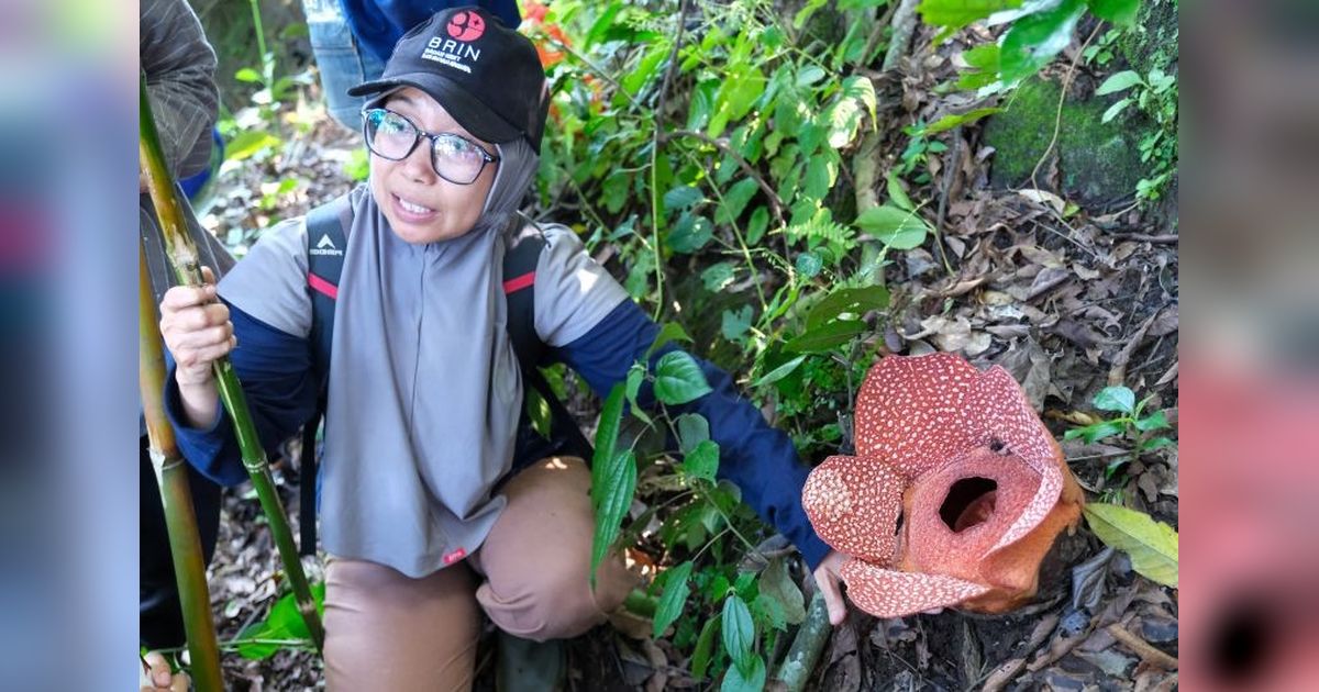 BRIN Ajak Masyarakat Jatim Lestarikan Bunga Bangkai Langka