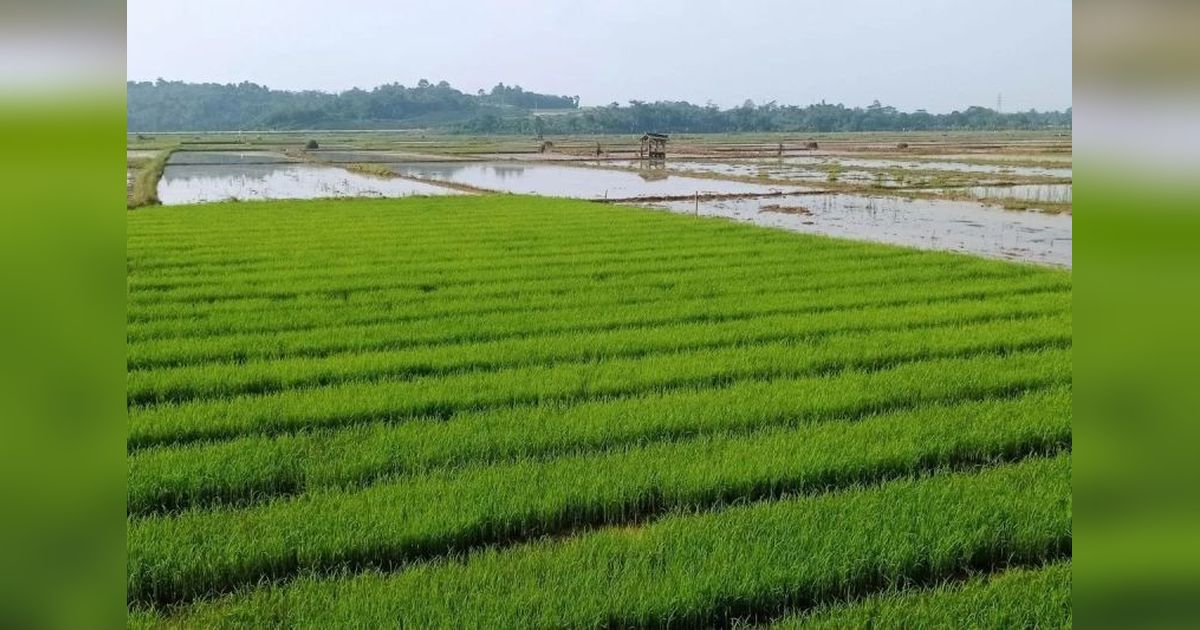 Surplus Beras Lebak Cukup untuk 15 Bulan, Pemkab Optimis Hadapi 2025