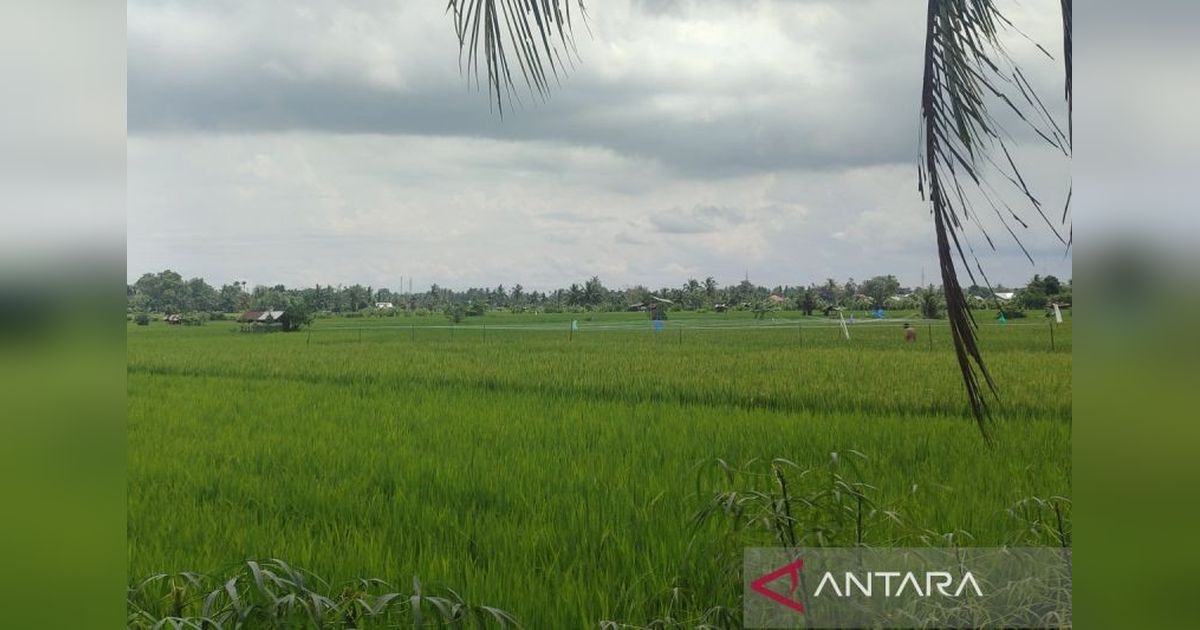Bengkulu Usul Bantuan 1.774 Ton Pupuk Organik ke Pemerintah Pusat
