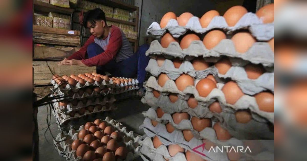 Bangka Belitung Tambah Pasokan 40,5 Ton Telur Ayam Ras, Harga Tetap Stabil
