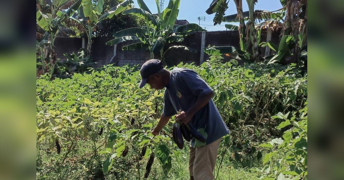 Lapas Kediri Sukses Panen Terung: Program Ketahanan Pangan Berbuah Manis