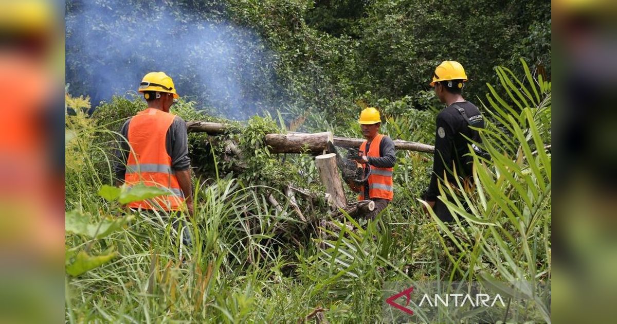 Cofiring Biomassa di Aceh Jaya: Buka Lapangan Kerja dan Dongkrak Ekonomi Lokal