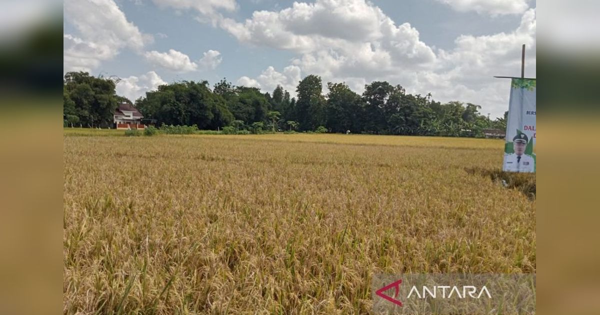 Pertanian Jadi Prioritas Pembangunan Bantul 2025-2030, Bupati Targetkan Tanam Padi 34.546 Hektare