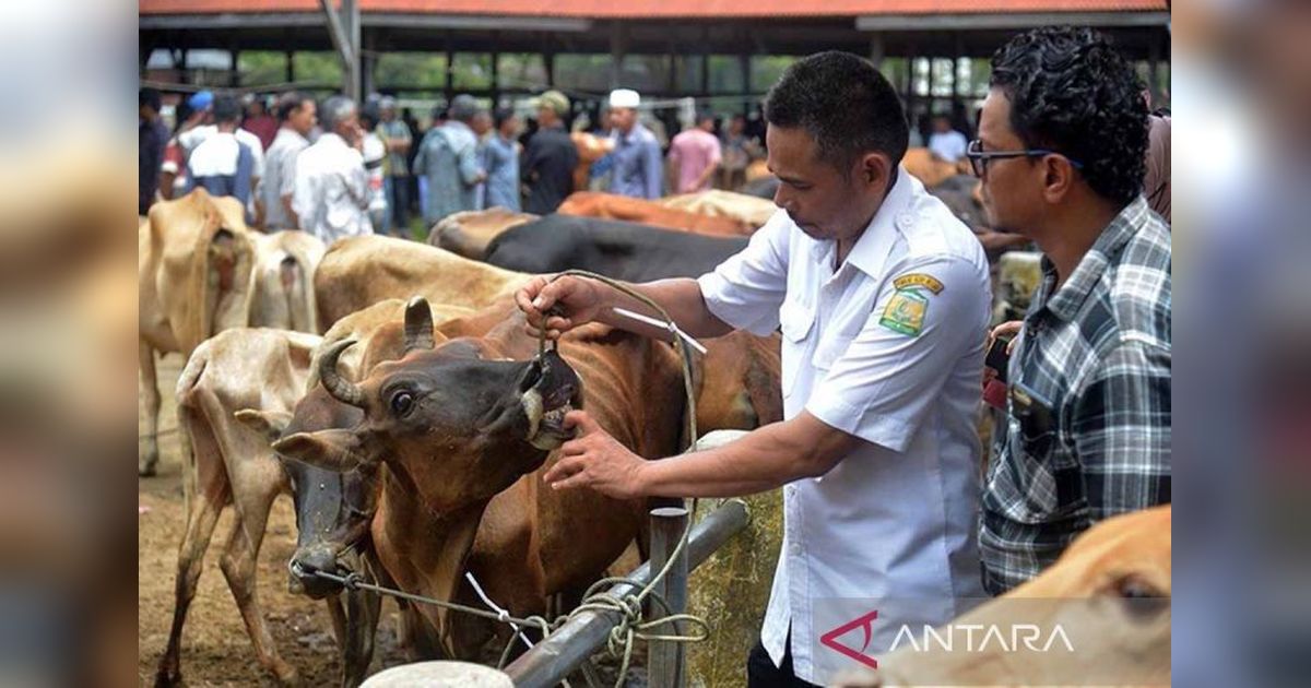 Butuh 2,39 Juta Ton per Tahun! Aceh Kekurangan Pakan Ternak