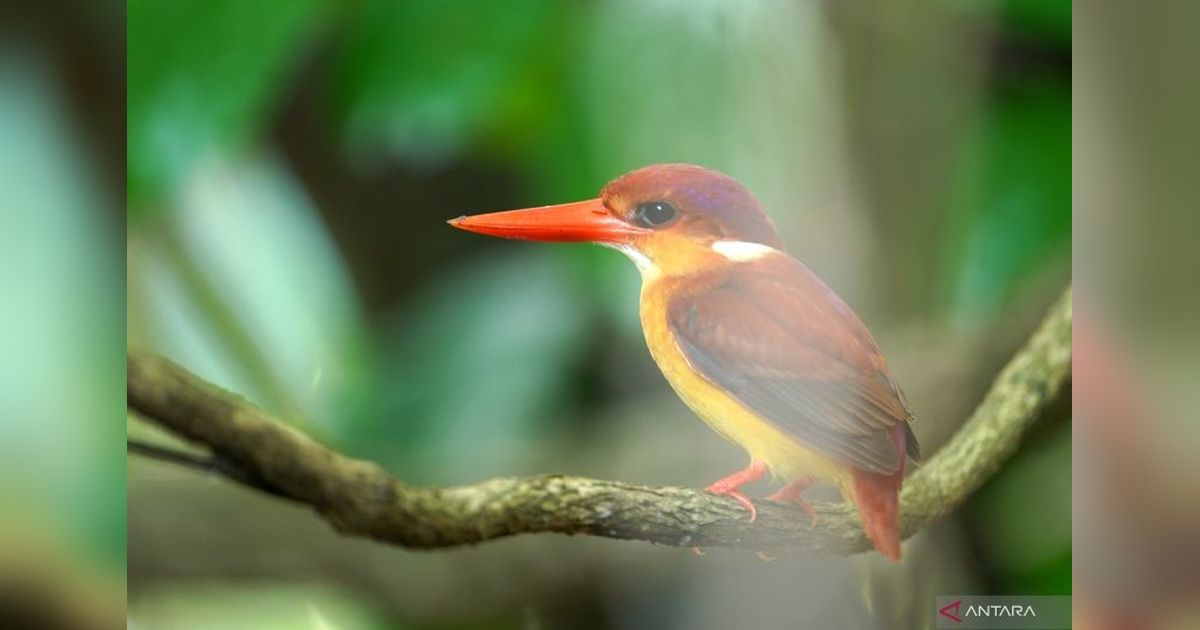 Kemenhut Laporkan Penambahan Spesies Burung Baru di Indonesia, Indikasi Keanekaragaman Hayati yang Luar Biasa