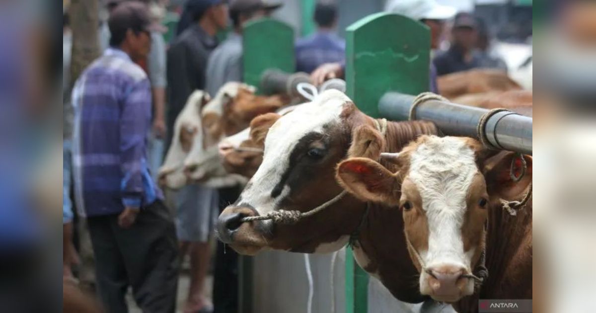 DPKP DIY Jamin Ketersediaan Hewan Kurban Idul Adha 2025, meski 40 Persen dari Luar Daerah