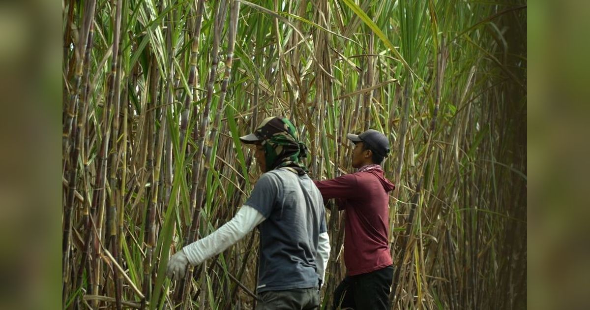 SGN Dukung PG Glenmore Rekrut Karyawan PKWT Demi Swasembada Gula