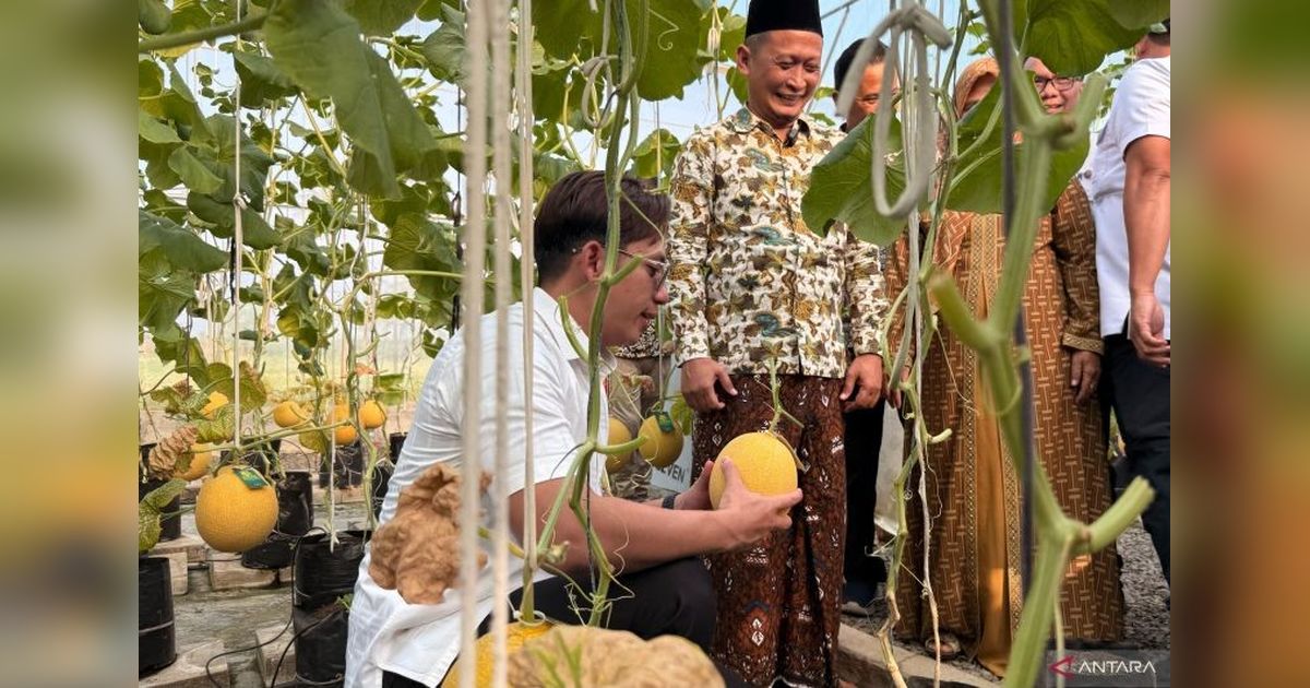 Bupati Lampung Selatan Panen Raya Melon Sultan, Dorong Inovasi Pertanian Berbasis Digital
