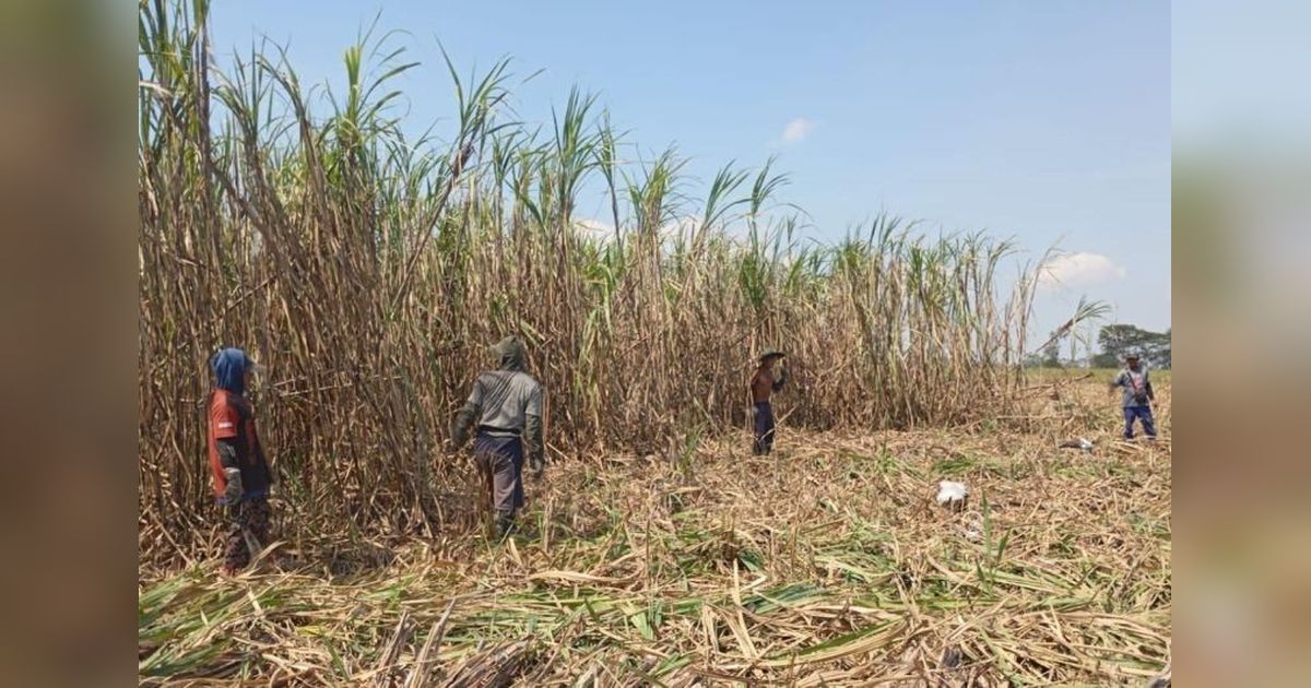 PT SGN MKSO Kebun Dhoho Targetkan Produksi Tebu 311.151 Ton di Musim Tanam 2024-2025