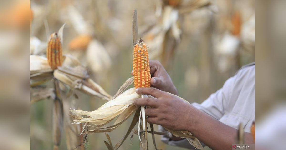 Mentan Minta Gorontalo Siapkan 50 Ribu Ton Jagung untuk Filipina