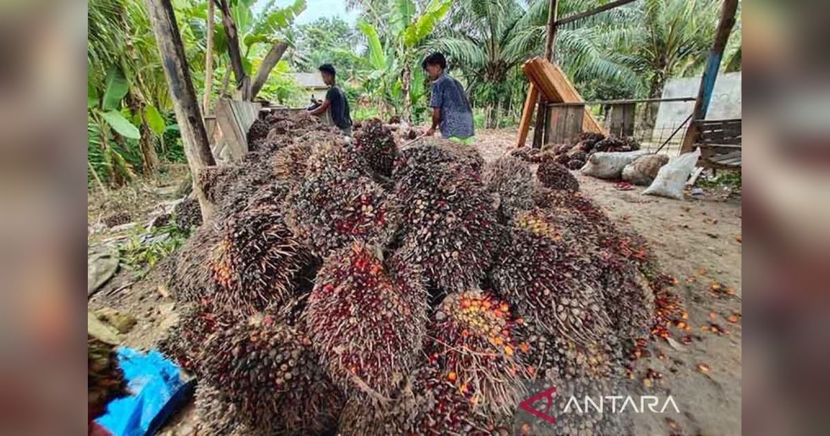 Aceh Butuh Investasi untuk Industri Turunan CPO: Potensi Besar, Ekonomi Terhambat