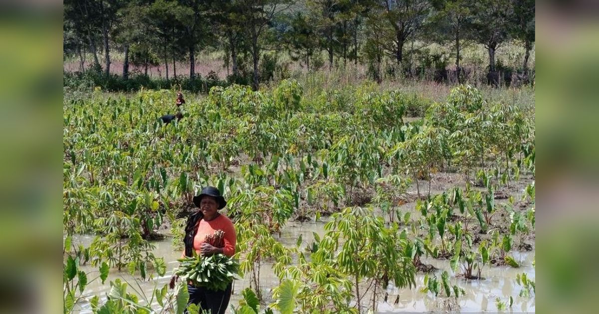 Distan Jayawijaya Tingkatkan Koordinasi Petani Pasca Banjir Bandang, Jaga Stok Sayur di Pasaran