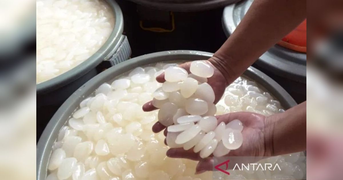 Kolang-Kaling Tapanuli Selatan Tembus Pasar Thailand, Dorong Peningkatan PAD