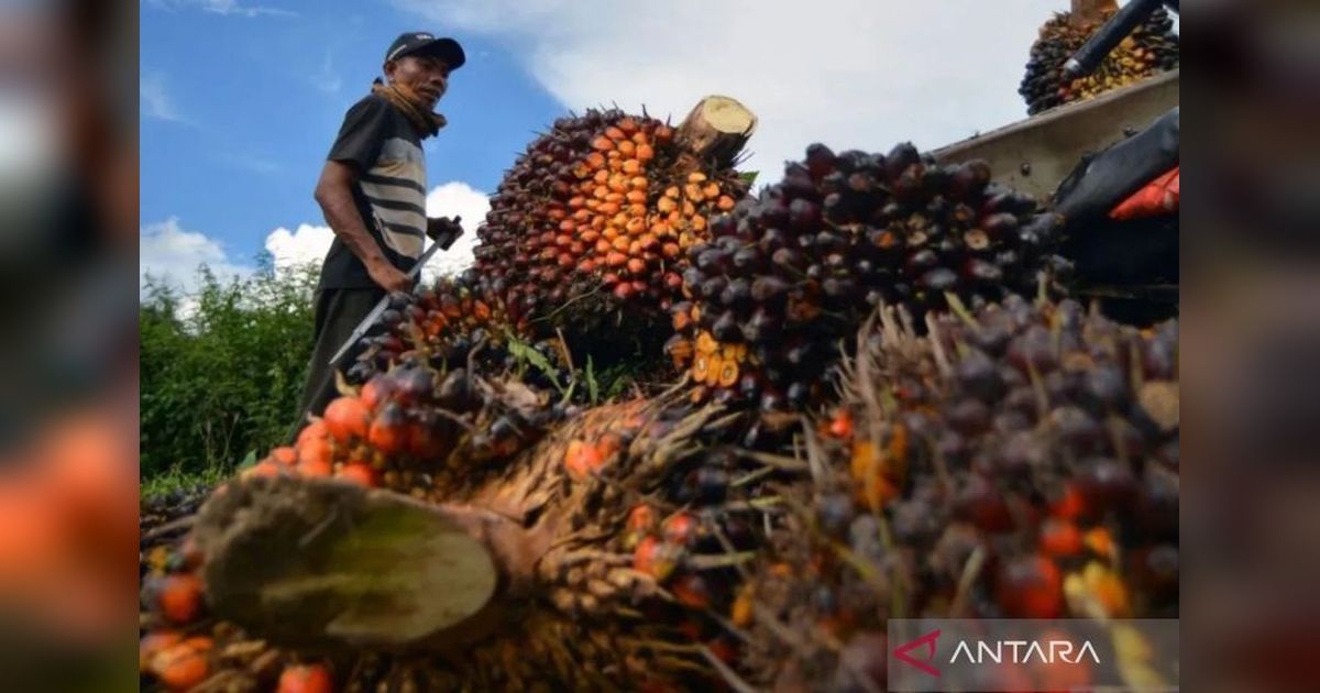 Penurunan Permintaan India Tekan Harga CPO Global