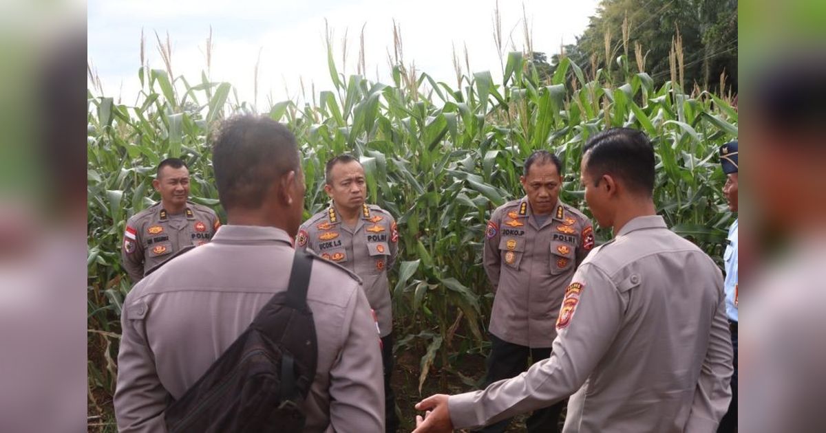 Pupuk Organik Mikroba: Solusi Dongkrak Produktivitas Jagung di Bengkayang