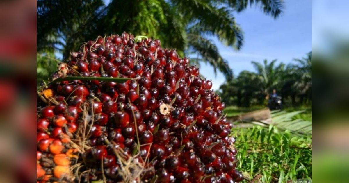 Harga TBS Kelapa Sawit Riau Turun: Petani Mitra Swadaya Terdampak