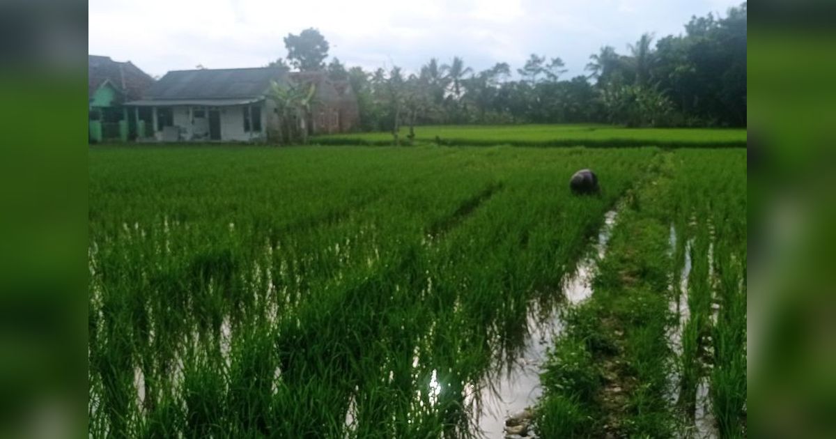 Pandeglang Salurkan Benih Unggul, Dorong Swasembada Pangan dan Sejahterakan Petani