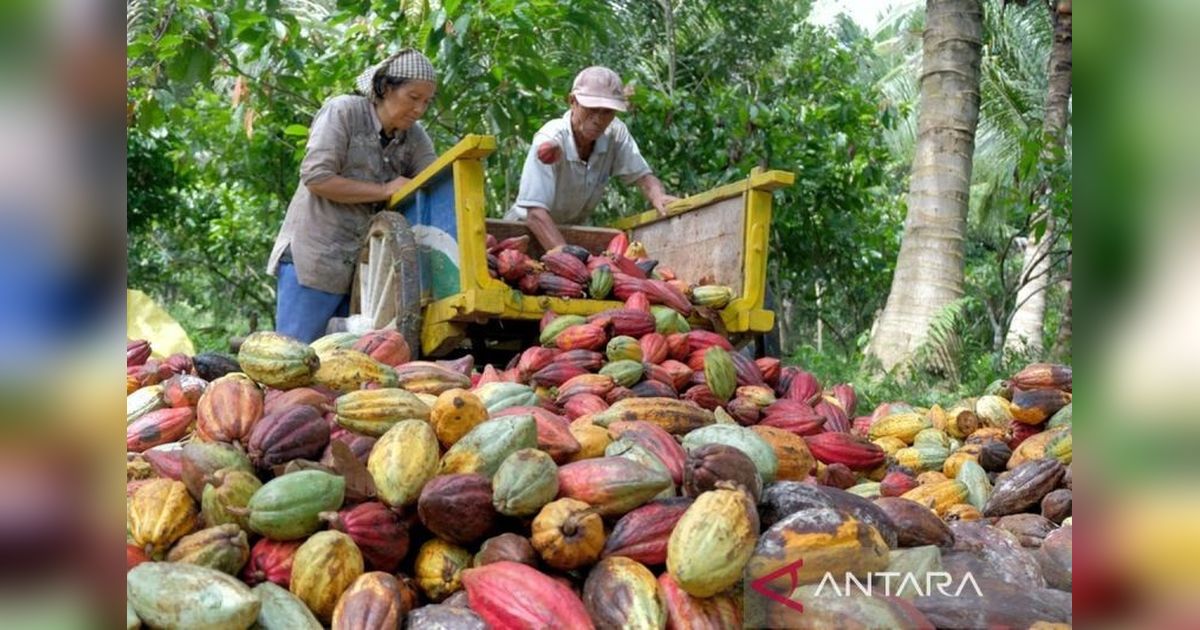 Harga Kakao Nonfermentasi di Sulawesi Tenggara Tembus Rp110.000 per Kg!