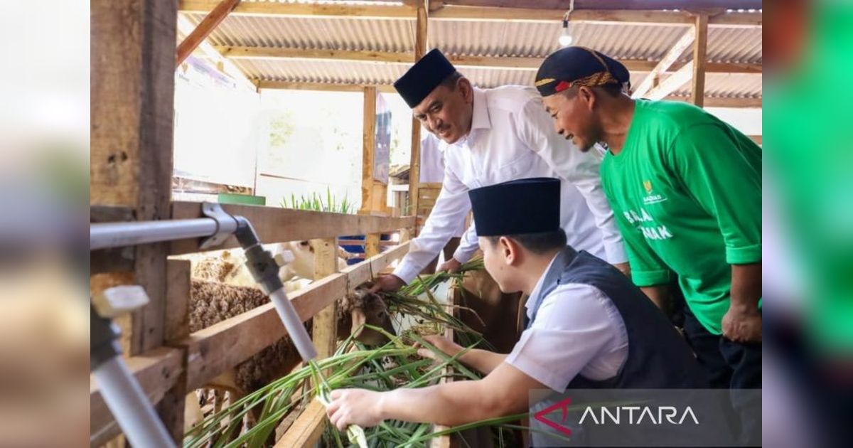 Baznas Dayakan Mustahik Trenggalek lewat Balai Ternak: 20 Peternak Terima 205 Domba!
