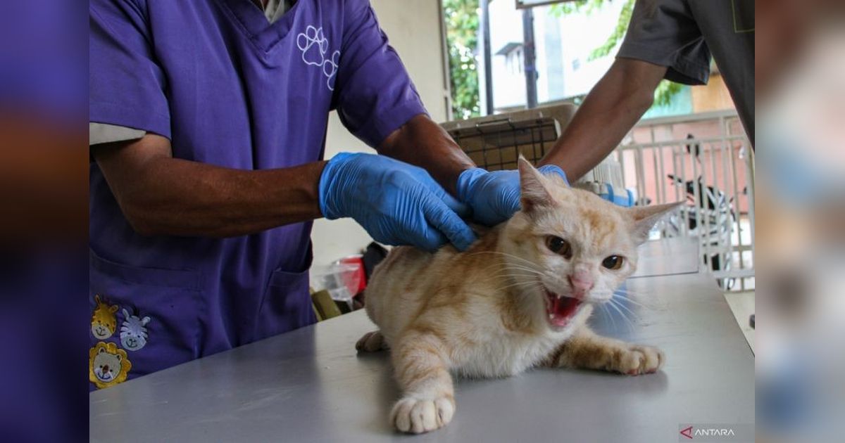 Ratusan Hewan Penular Rabies Disterilisasi di Jakarta Barat