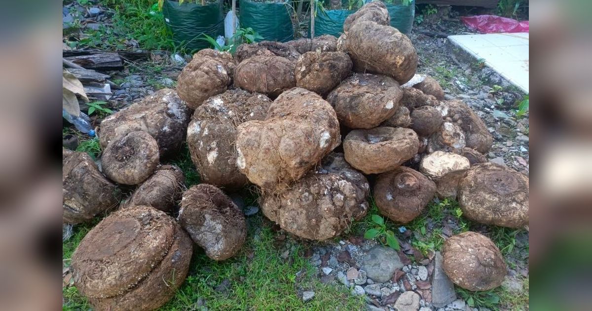 BKSDA Pasaman Gagalkan Penjualan Ilegal Umbi Bunga Bangkai