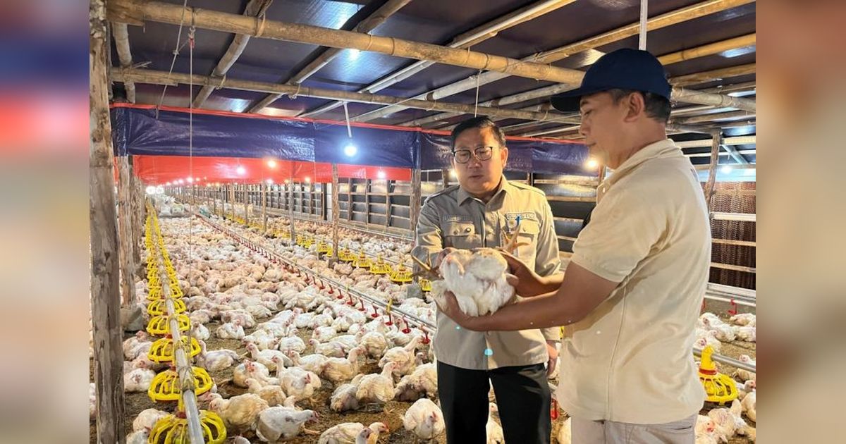 Harga Ayam Hidup Naik Usai Kementan Perkuat Pengawasan