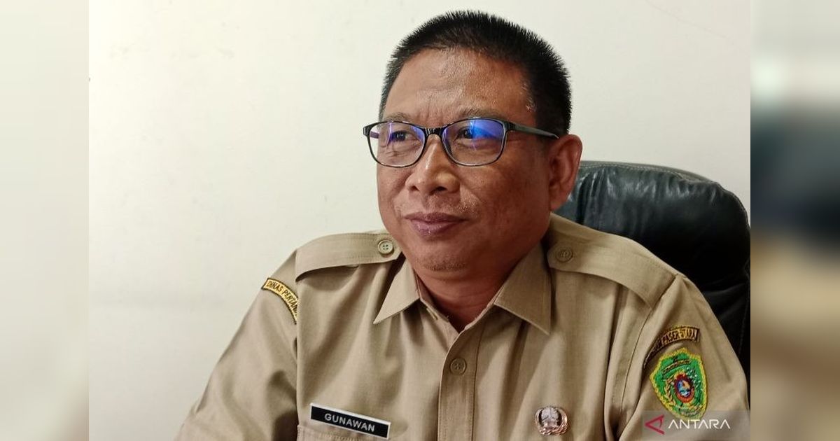 Hasil Panen Padi Penajam Paser Utara Melonjak Signifikan, Lampaui Target Nasional!